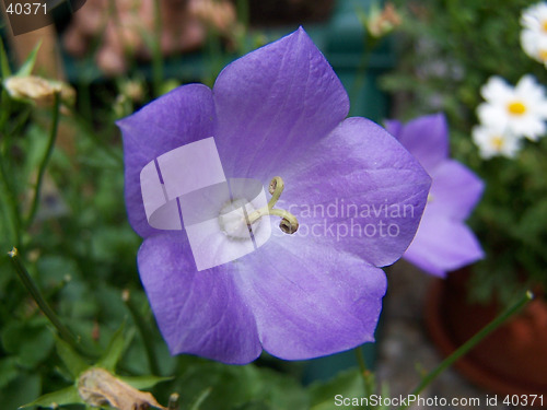 Image of Purple Flower