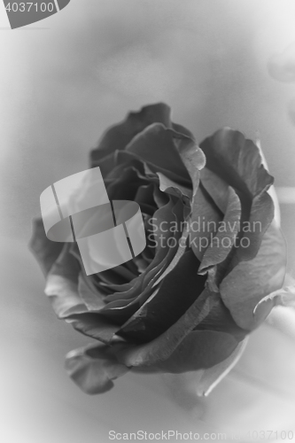 Image of single rose