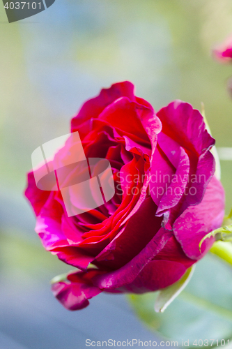 Image of red rose