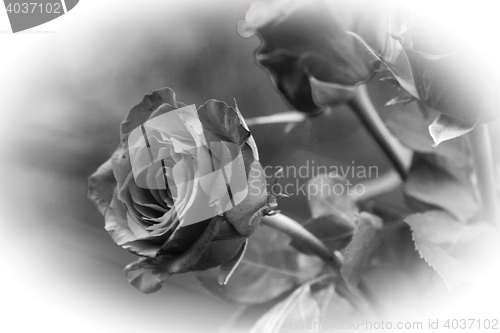 Image of black and white rose