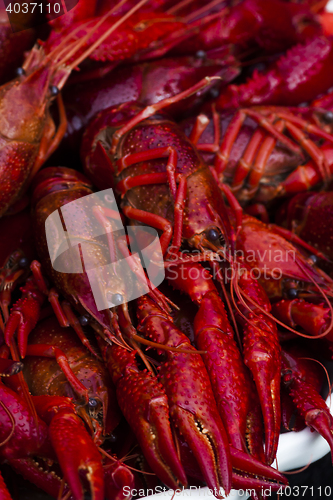 Image of crayfish