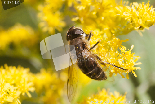 Image of honey bee