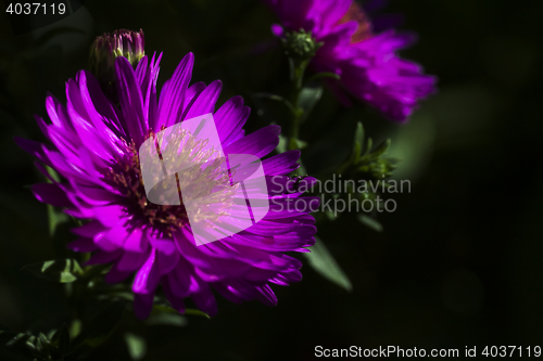 Image of new york aster