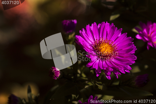 Image of new york aster