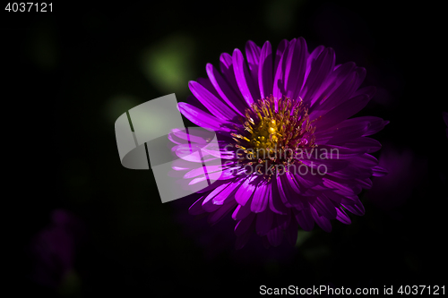 Image of michaelmas daisy