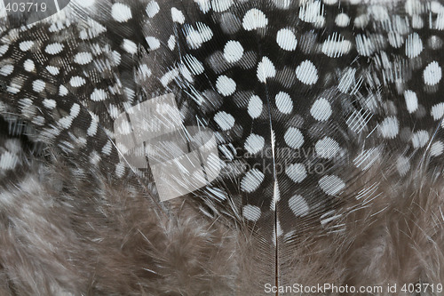 Image of feather background