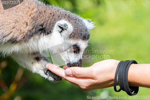 Image of Lemur with human hand - Selective focus