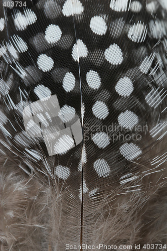 Image of macro feather