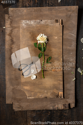 Image of The florist desktop with working tools