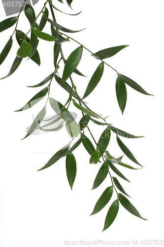 Image of green branch