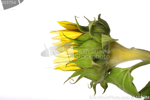 Image of sunflower bud