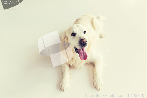 Image of close up of golden retriever dog lying on floor