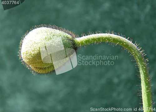 Image of Background bud of Iceland poppy 