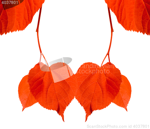 Image of Red tilia leaves isolated on white background