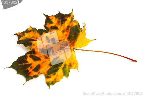 Image of Multicolor autumnal maple leaf