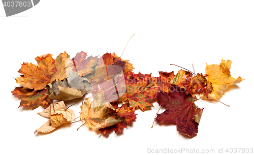 Image of Autumn dried multicolor maple leafs