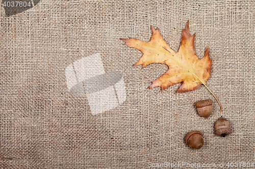 Image of Autumn dried leaf of oak and three acorns on sackcloth