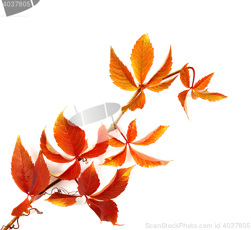 Image of Branch of red autumn grapes leaves