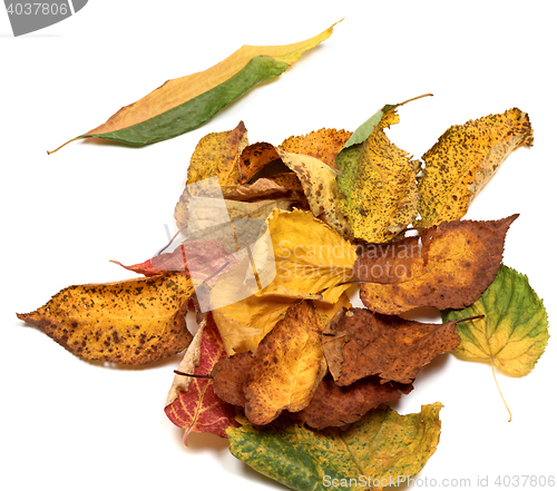 Image of Multicolor autumn leafs