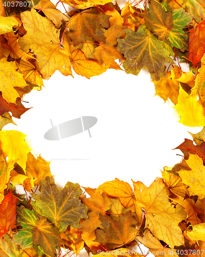 Image of Autumn dry maple-leafs background