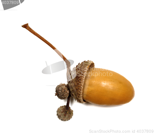 Image of Autumn oak acorn on white