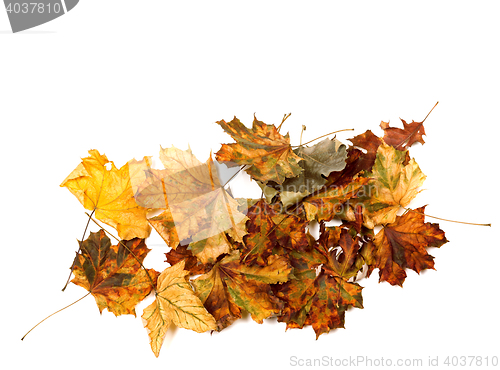 Image of Autumn dry multicolor maple leafs