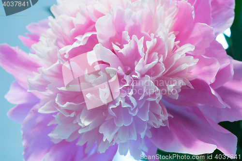 Image of Colorful Peony Flower