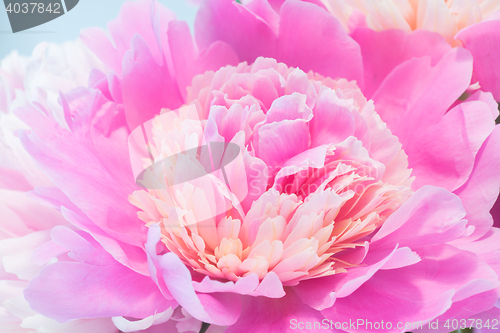 Image of Closeup Of Pink Peony