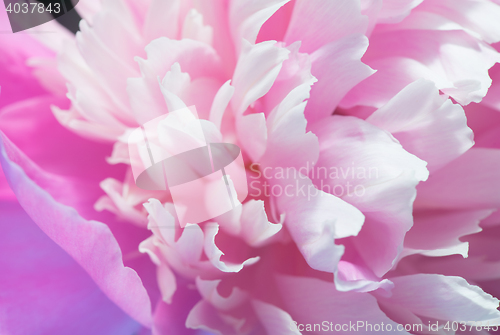 Image of Closeup Of Pink Peony