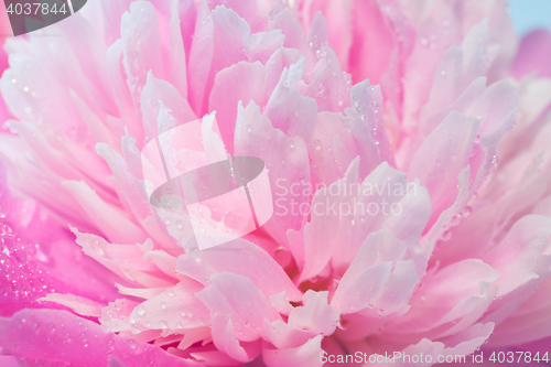 Image of Closeup Of Pink Peony