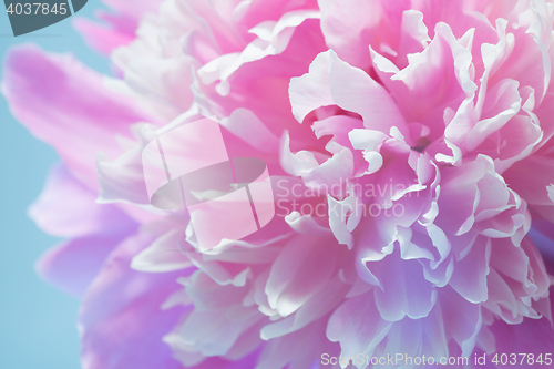 Image of Colorful Peony Flower
