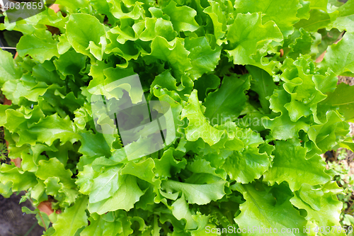 Image of Fresh Lettuce Leaves