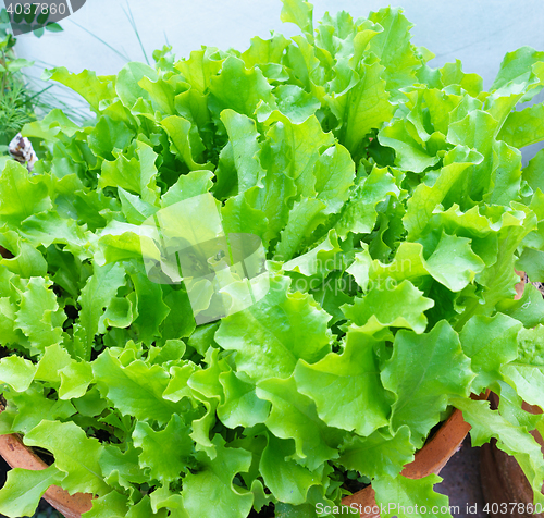 Image of Fresh Lettuce Leaves