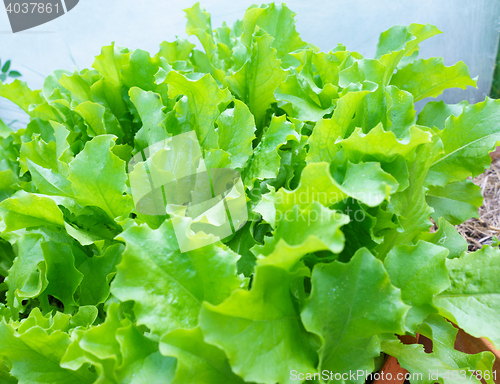 Image of Fresh Lettuce Leaves