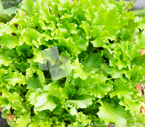 Image of Fresh Lettuce Leaves