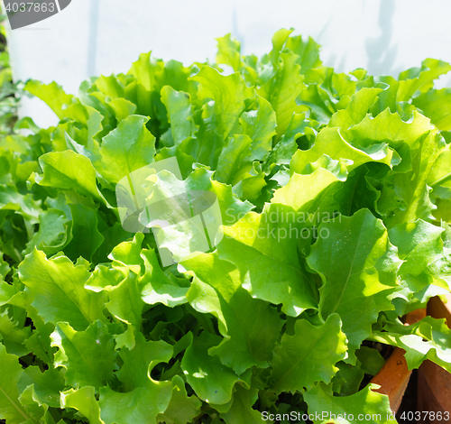 Image of Fresh Lettuce Leaves