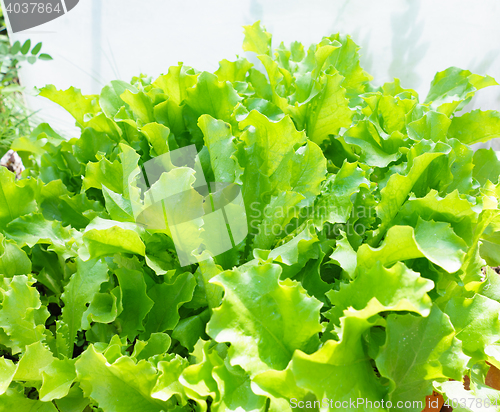 Image of Fresh Lettuce Leaves