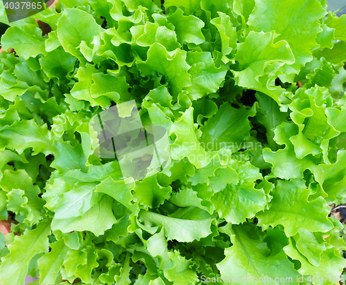 Image of Fresh Lettuce Leaves