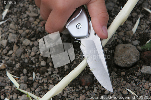 Image of carving knife