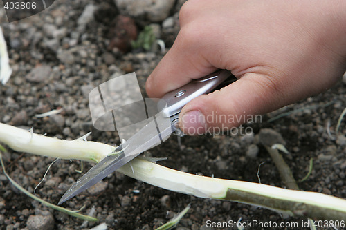 Image of Knife on wood