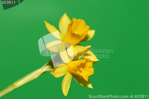 Image of daffodil on green