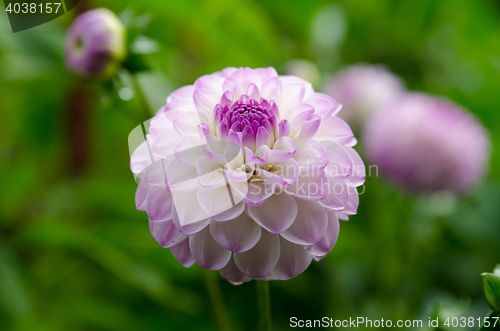 Image of one lovely pink flower in the family dahlia