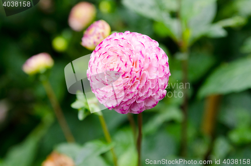 Image of one great and beutiful dahlia Pompon
