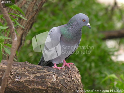 Image of bird pigeon