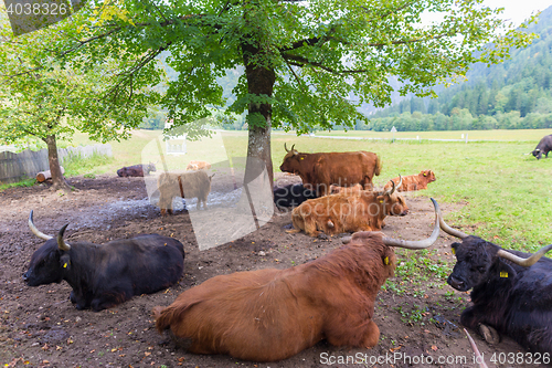 Image of Heard of red haired Scottish highlander cows resting.