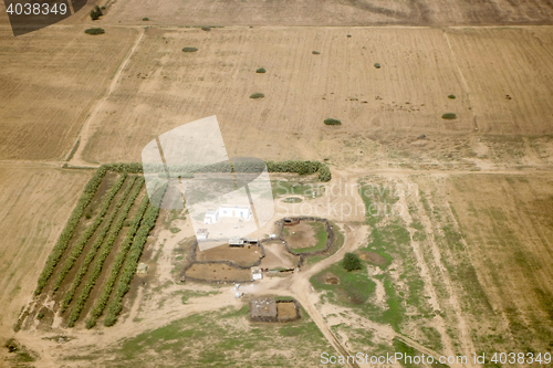 Image of Olive plantation