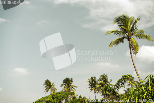 Image of palm trees and blue sky