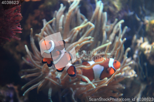Image of clown fish nemo