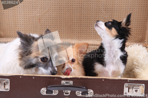 Image of three chihuahua dogs in the suitcase
