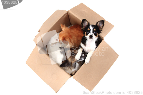 Image of three chihuahua in the paper box